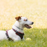 Giardíase: o que é e como tratar