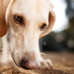 Coprofagia: o que é e como resolver