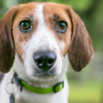 Prefeitura de SP passa a emitir RG para pets