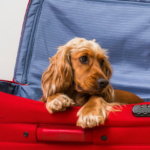 Viagem de fim de ano com o pet: o que levar?
