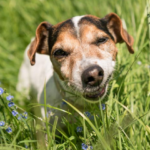 Por que os cachorros comem grama?