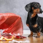 Por que meu cachorro mexe no lixo?