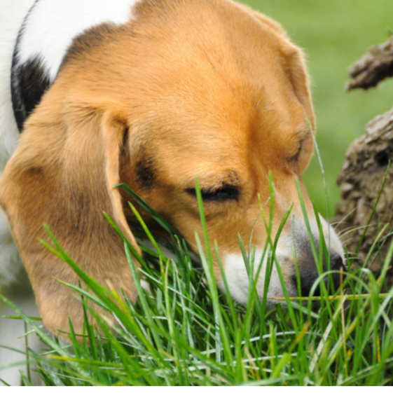 Por Que Os Cachorros Comem Grama BLOG Petiko