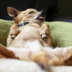 Conheça os 4 cães mais preguiçosos