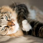 5 dicas para ajudar seu gato a se refrescar no verão