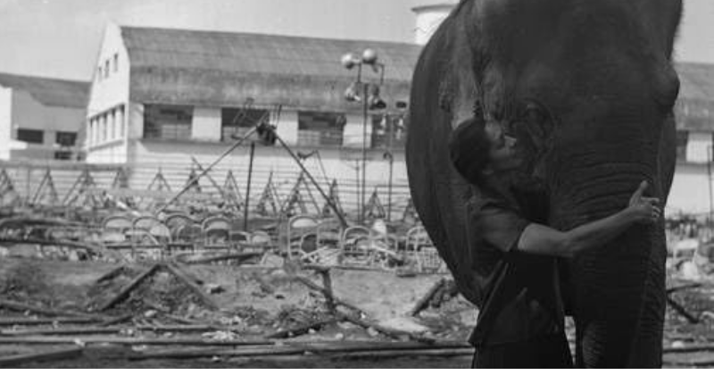 A elefanta que salvou vidas no maior incêndio do Brasil