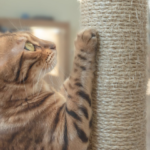 Entenda a importância dos arranhadores para gatos