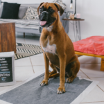 Tapetikos: conheça os benefícios desse tapete higiênico