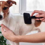 Entenda a importância de escovar os pelos de cachorros e gatos