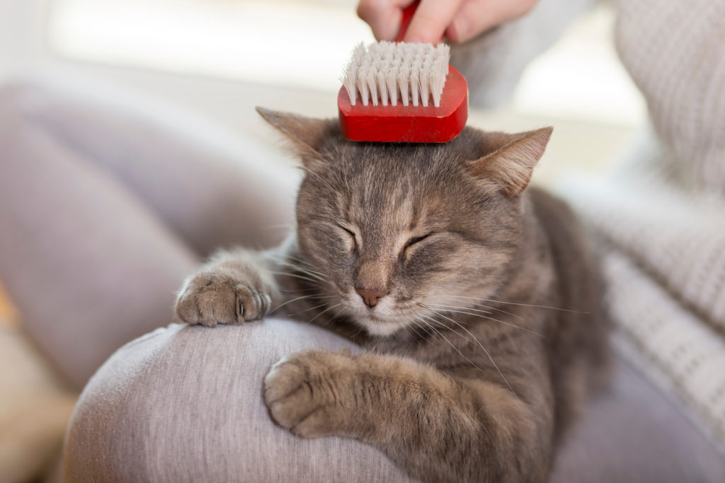 Entenda a importância de escovar os pelos de cachorros e gatos