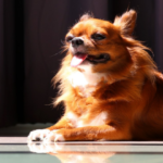 Os pets precisam tomar sol? Descubra agora.