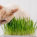 Entenda por que os gatos comem grama
