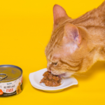 Melhor Patê Ever: conheça os benefícios para os gatos