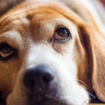 Estresse em pets: saiba como identificar