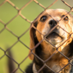 Podemos entrar em casas para salvar pets maltratados?