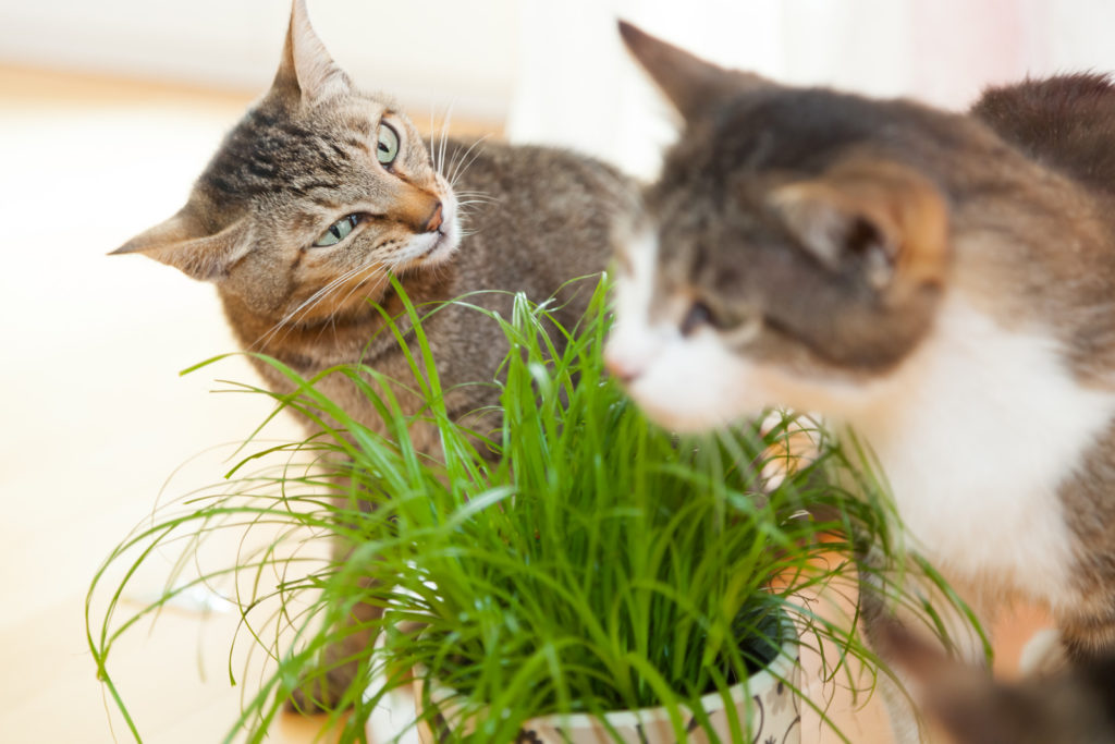 Entenda por que os gatos comem grama
