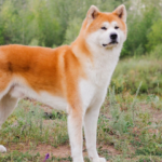 As raças de cachorro mais antigas do mundo