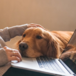 Por que os cães seguem seus tutores?