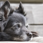 Campanha incentiva a adoção de cães idosos