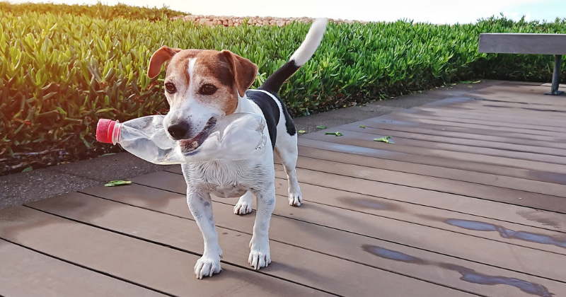 brincadeiras dos gatos – Cão Cidadão