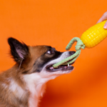 Brinquedos para cães e gatos: as 6 principais regras