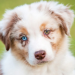 Heterocromia em pets: descubra o que é