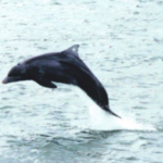 A história do último golfinho em cativeiro do Brasil