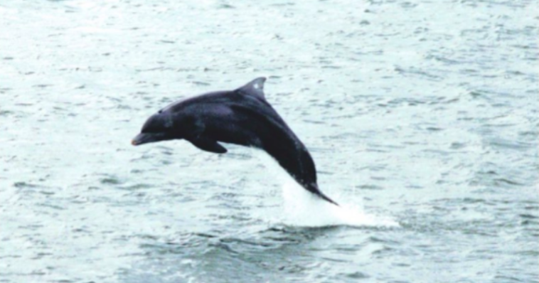 A história do último golfinho em cativeiro do Brasil
