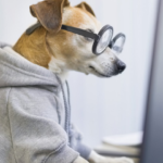 SHOP.Petiko: tudo o que seu pet precisa e muito mais