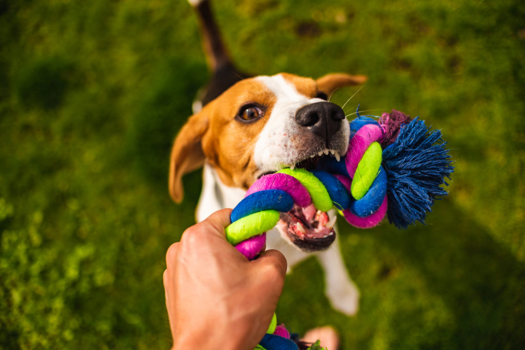 Brinquedos para cães e gatos: as 6 principais regras