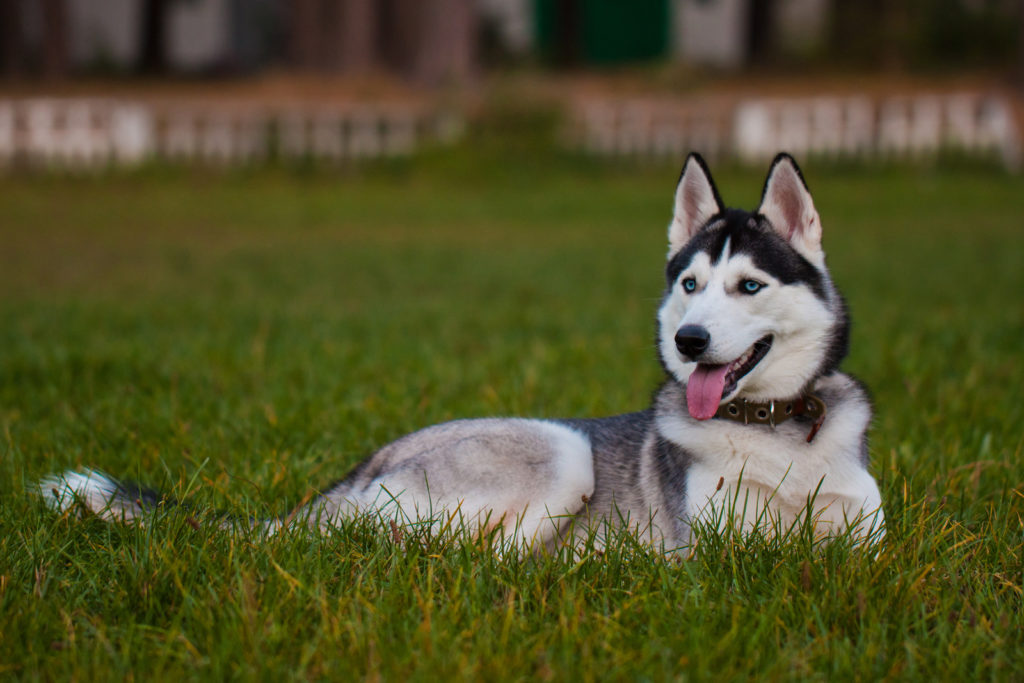 As raças de cachorro mais antiga do mundo - Husky Siberiano