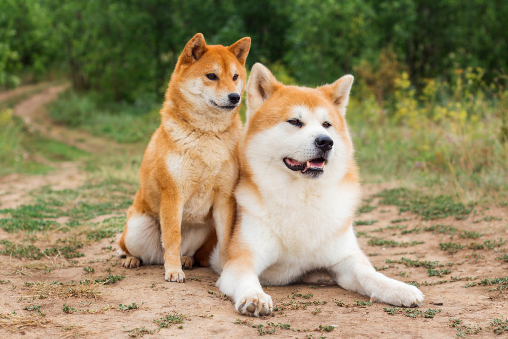 As raças de cachorro mais antigas do mundo - Shiba Inu e Akita INu