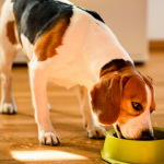 Alergia alimentar em cães: como identificar?