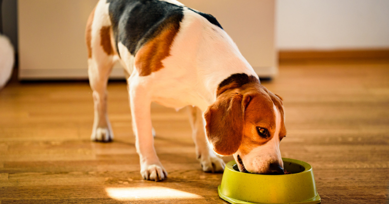 Alergia alimentar em cães: como identificar?