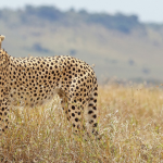 Conheça os animais mais velozes do mundo