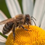 5 animais com a vida mais curta do mundo