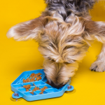 Comedouro lento: conheça 3 benefícios para os pets