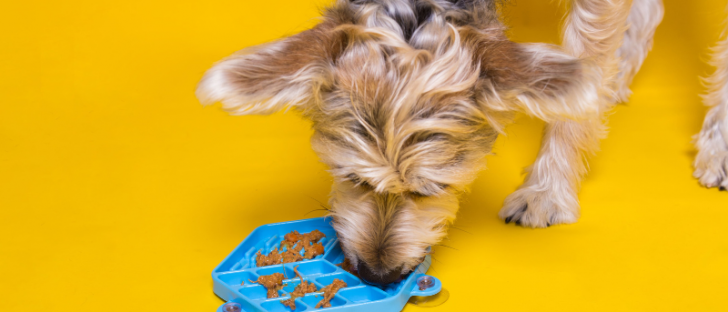 Comedouro lento: conheça 3 benefícios para os pets