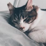 Carta de uma gata adotada