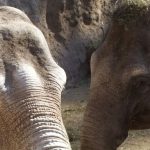 Como ajudar as elefantas Pocha e Guillermina