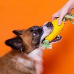 4 dicas para limpar brinquedos e utensílios do seu cachorro