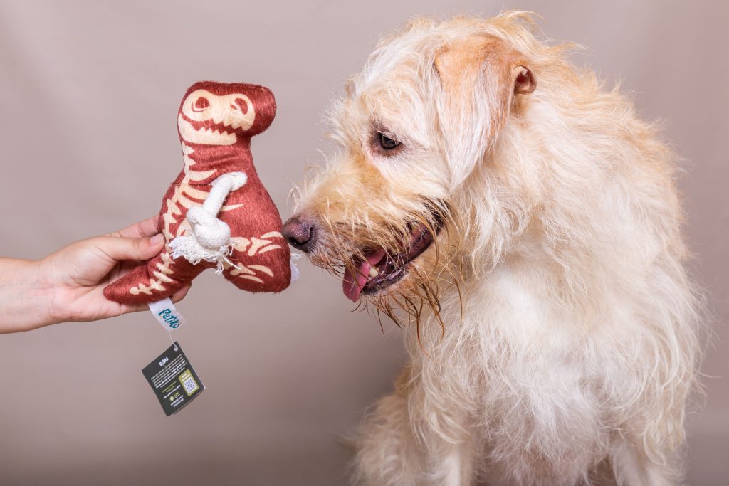 4 dicas para limpar brinquedos e utensílios do seu cachorro