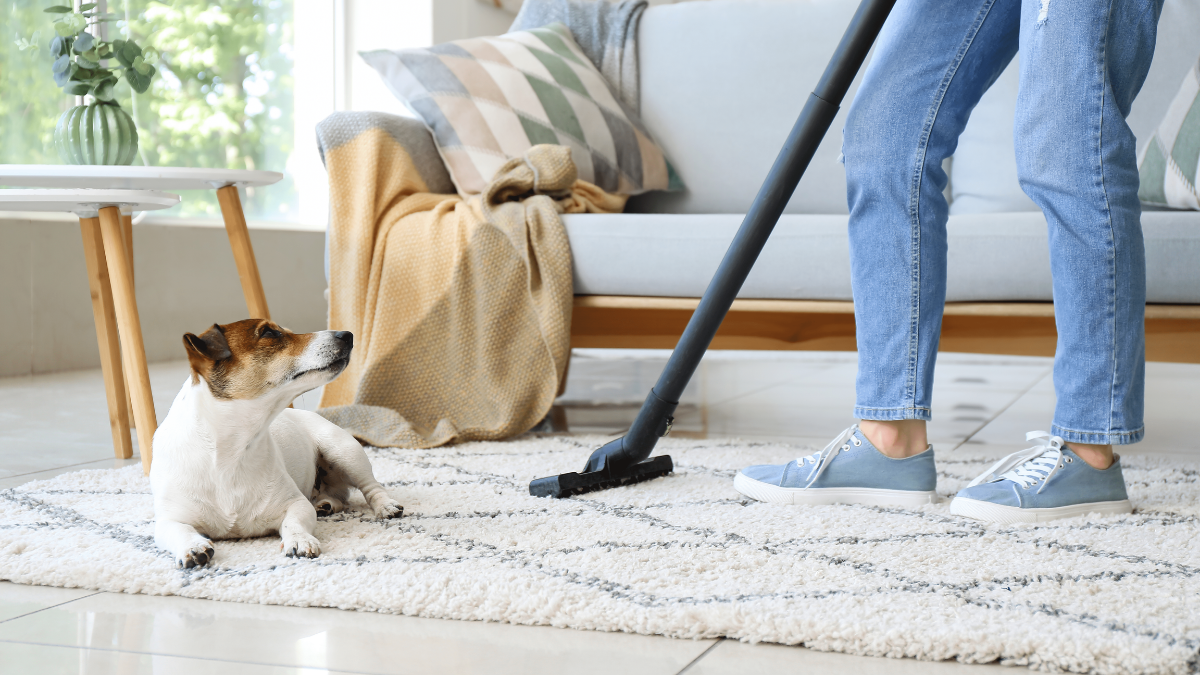 Casa com pets: saiba como manter a limpeza do ambiente