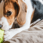 Saiba o que fazer quando seu cachorro destrói brinquedos