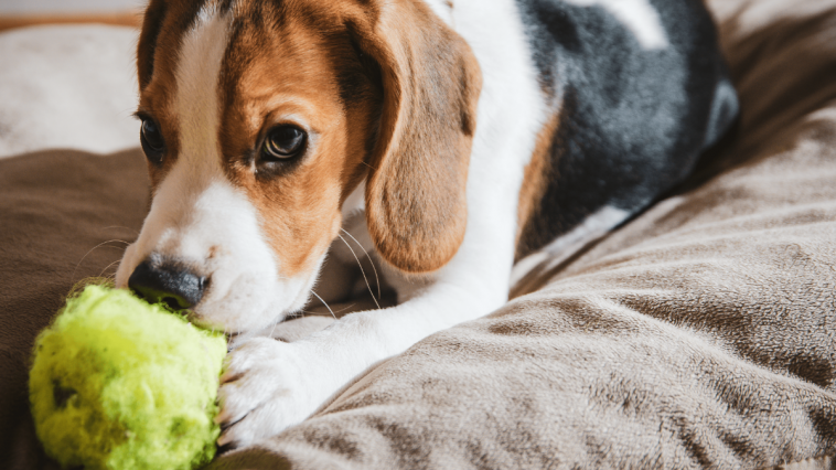 Saiba o que fazer quando seu cachorro destrói brinquedos
