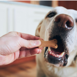 5 dicas para escolher os melhores petiscos para cães e gatos