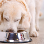 Aprenda a garantir sabor e nutrição à alimentação dos cães