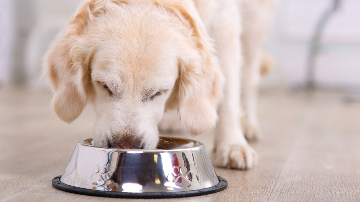 Aprenda a garantir sabor e nutrição à alimentação dos cães