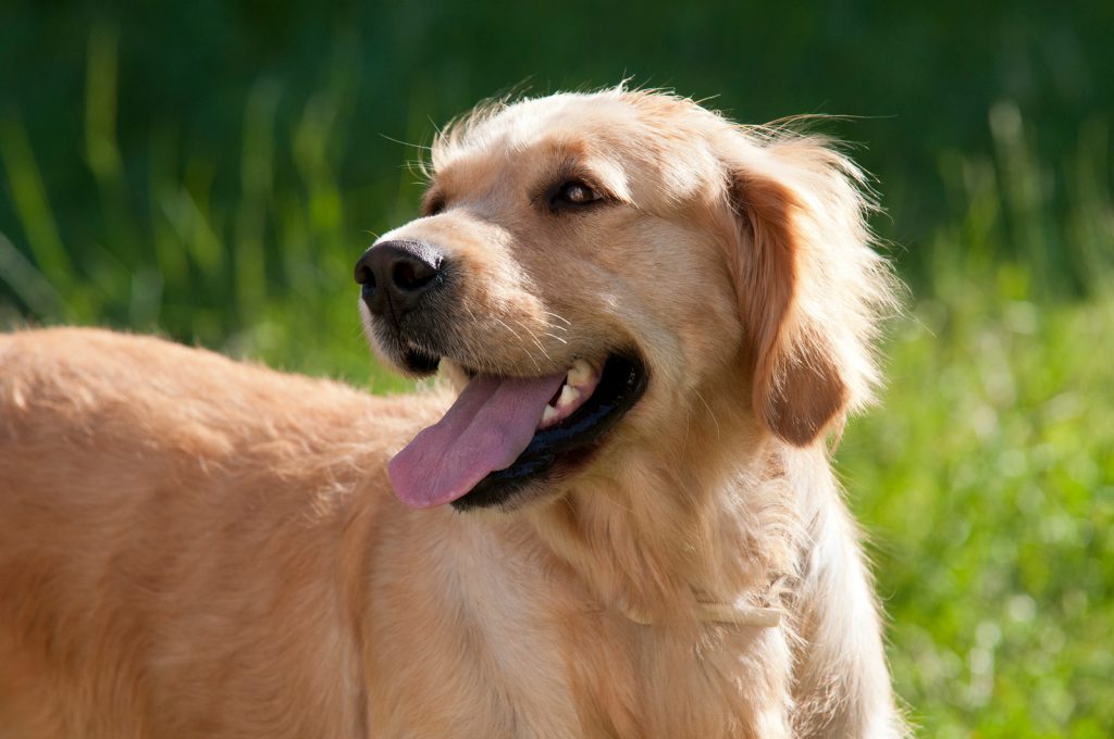 4 raças de cães mais leais e obedientes