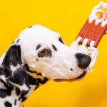 5 brinquedos de enriquecimento ambiental para cães